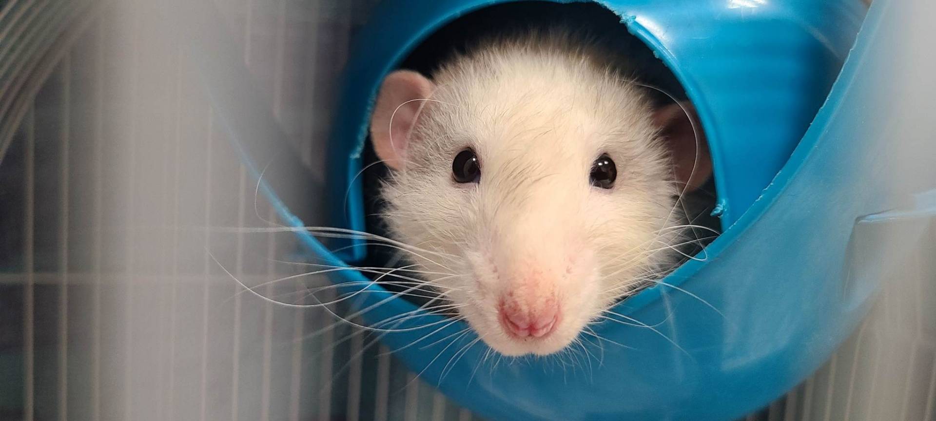 Image illustrant l'article