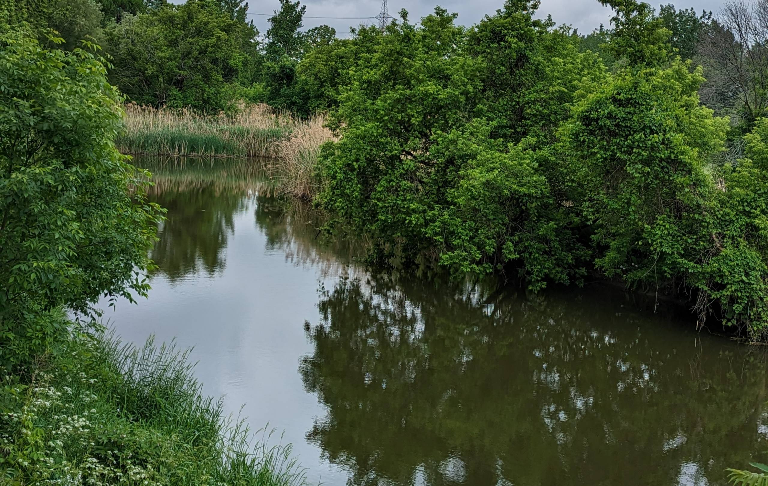 Un échantillon gratuit pour pitou