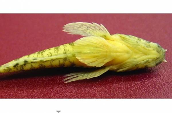 Rien besoin de plus que d&rsquo;un petit os en plastique!