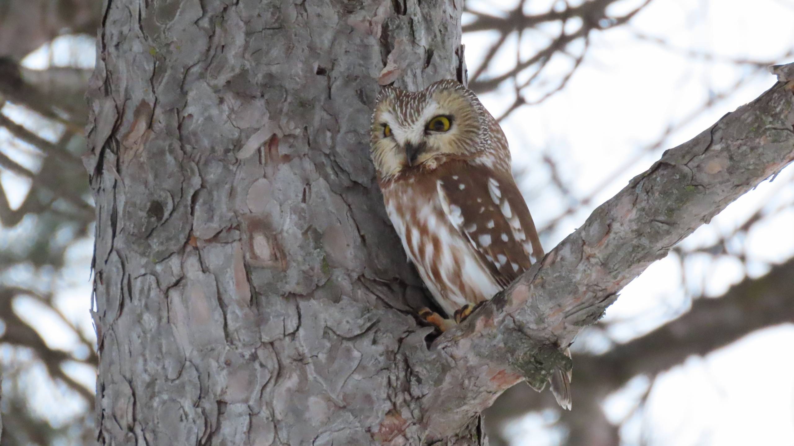 Quand le coyote part avec ta caméra