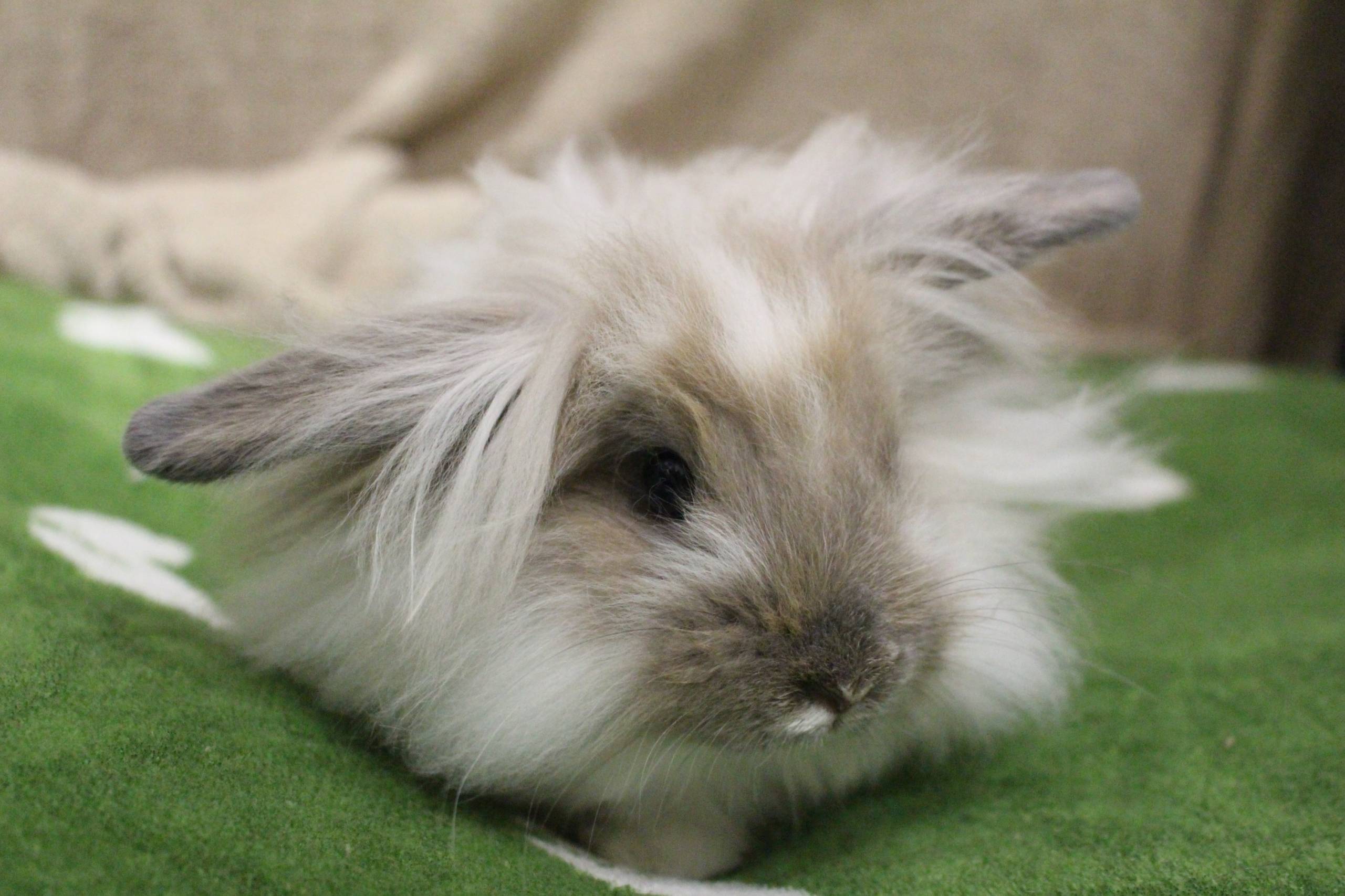 iOS 18.5: Nouveautés et correctifs de sécurité pour iPhone et iPad