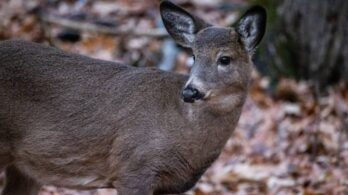 Les contrevenants s’exposent à de bonnes amendes