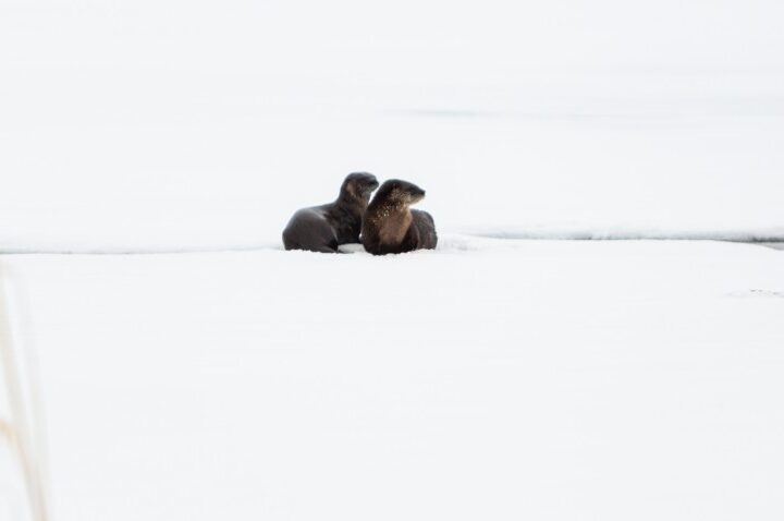 Des loutres aperçues sur la glace