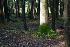 Environnement : révision du règlement sur l’abattage d’arbres à Mercier