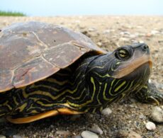 Appel à la vigilance à l&rsquo;égard des tortues sur les routes