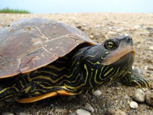 Appel à la vigilance à l&rsquo;égard des tortues sur les routes