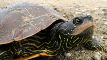 Appel à la vigilance à l&rsquo;égard des tortues sur les routes