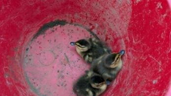 Les pompiers rescapent des canetons d’un puisard