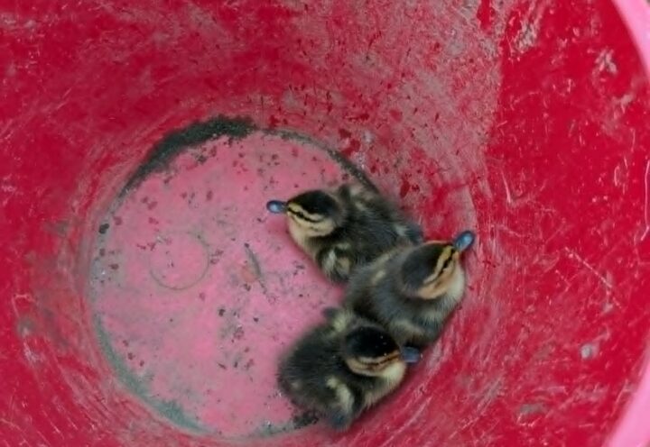 Les pompiers rescapent des canetons d’un puisard