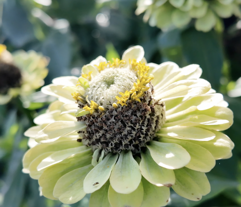 Quatre endroits où cueillir des fleurs cet été en Montérégie