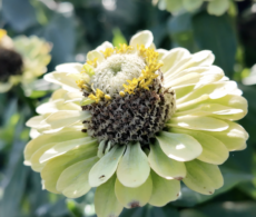 Six endroits où profiter des fleurs cet été en Montérégie