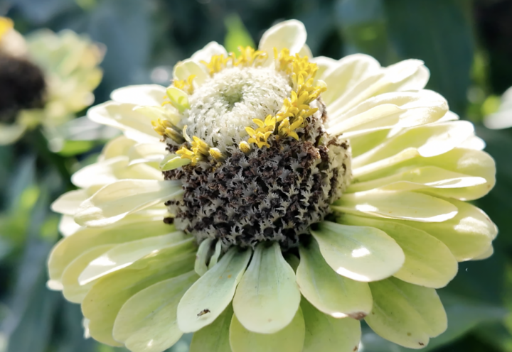 Six endroits où profiter des fleurs cet été en Montérégie