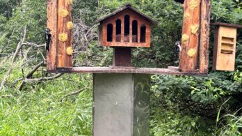 Héritage Saint-Bernard : fin du nourrissage des oiseaux