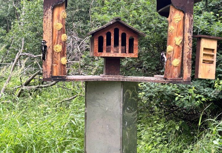Héritage Saint-Bernard : fin du nourrissage des oiseaux