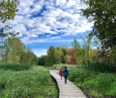 Châteauguay: étirer sa balade au refuge faunique Marguerite-D’Youville