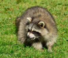 Rage du raton laveur : confirmation d’un premier cas chez un chat