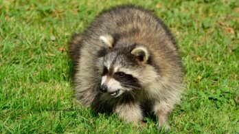 Rage du raton laveur : confirmation d’un premier cas chez un chat