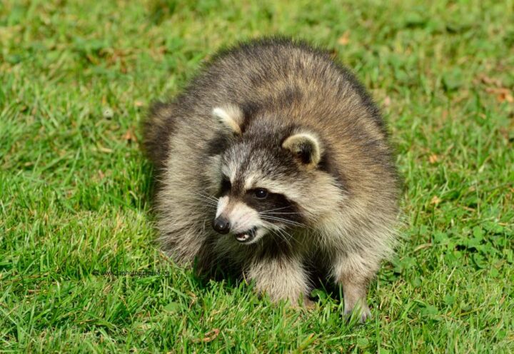 Rage du raton laveur : confirmation d’un premier cas chez un chat