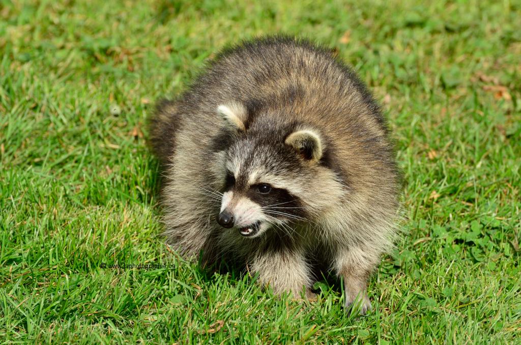 Image illustrant l'article: Pour signaler un animal sauvage agressif, blessé ou mort
