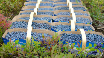 Le bleuet sauvage demeure méconnu au Québec