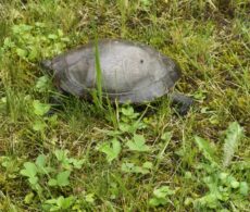 Protection des tortues : à qui la responsabilité?