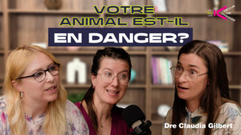Rage, tiques, canicule : les dangers qui menacent nos animaux
