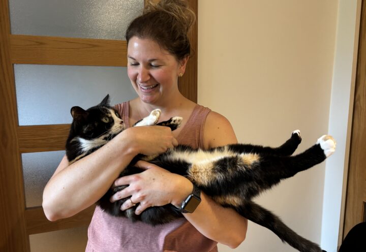 Morsure de raton laveur : une chatte vaccinée évite le pire